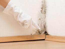 Best Emergency Mold Remediation in USA